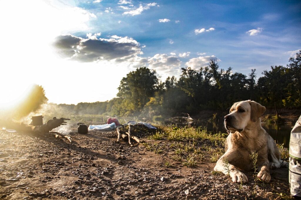 Here are the top 10 camping and hiking equipment items that are pet-friendly.