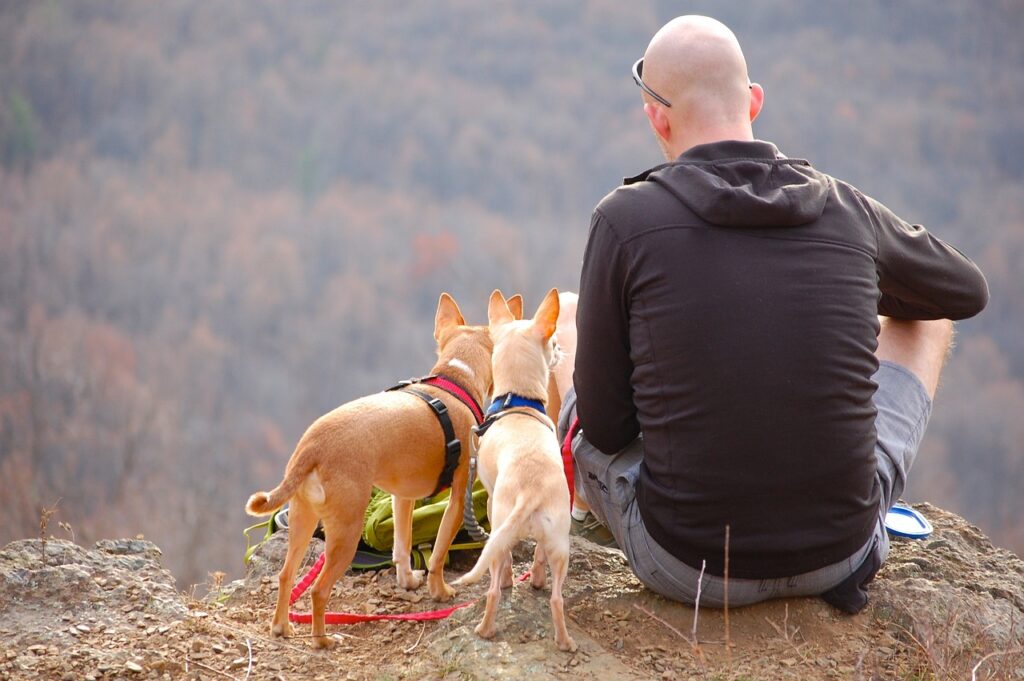 Here are the top 10 camping and hiking equipment items that are pet-friendly.